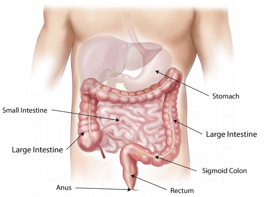 Colon Anatomy